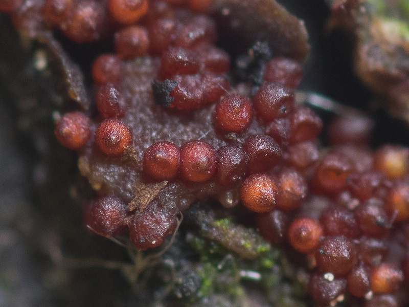 Nectria punicea